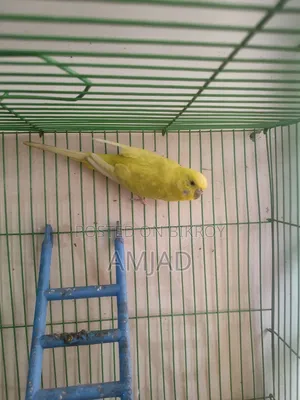 Budgerigar Bird Female.