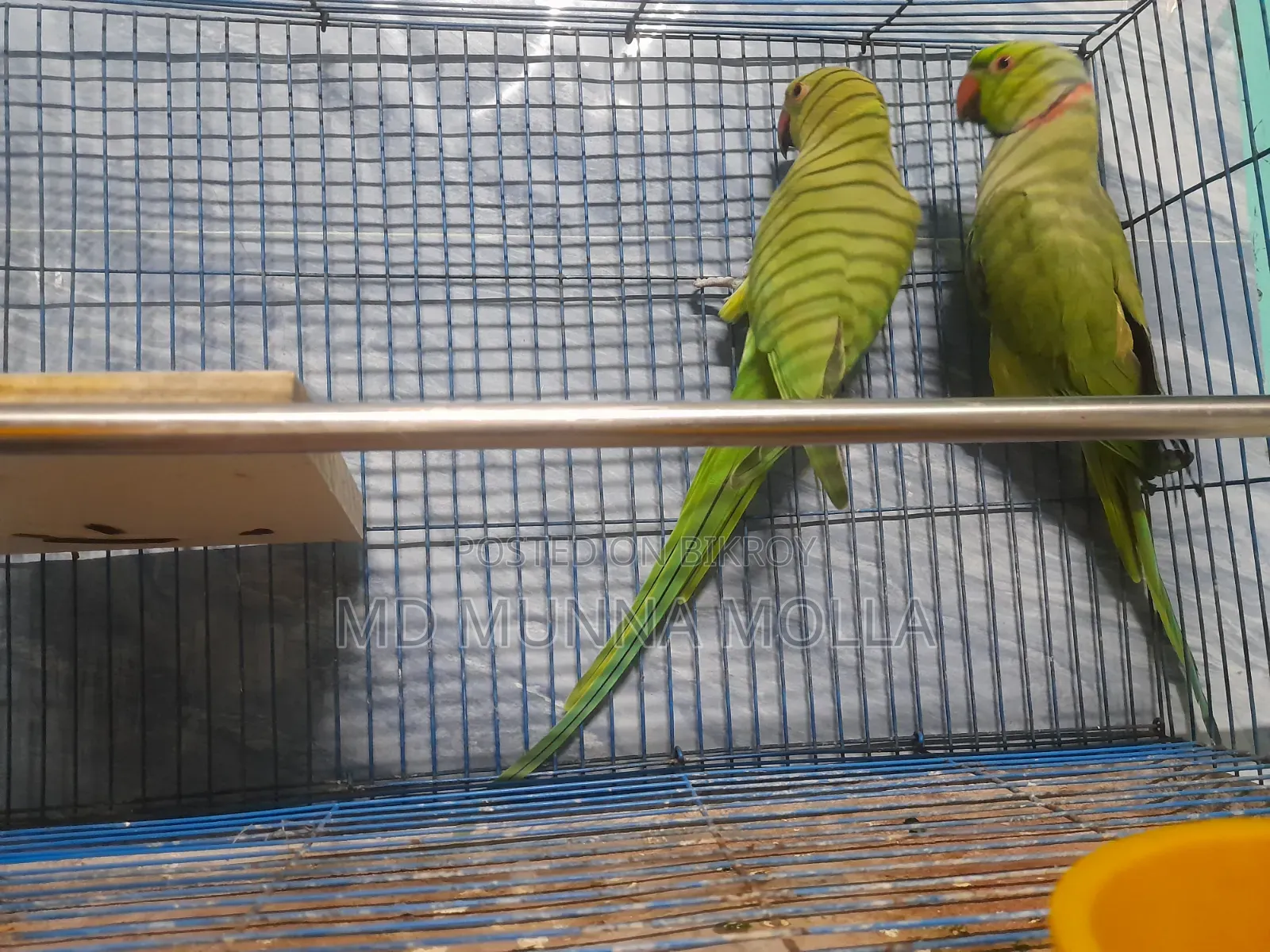 Talking Female Parrot named Mitu