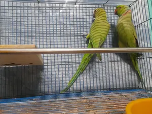 Talking Female Parrot named Mitu