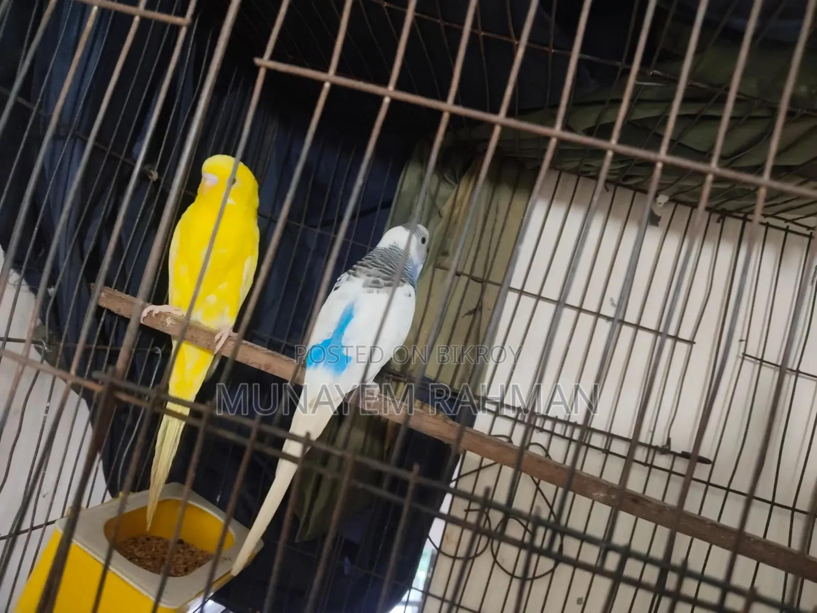 বাজরিগার লুটিনো রেড আই এবং পাইড