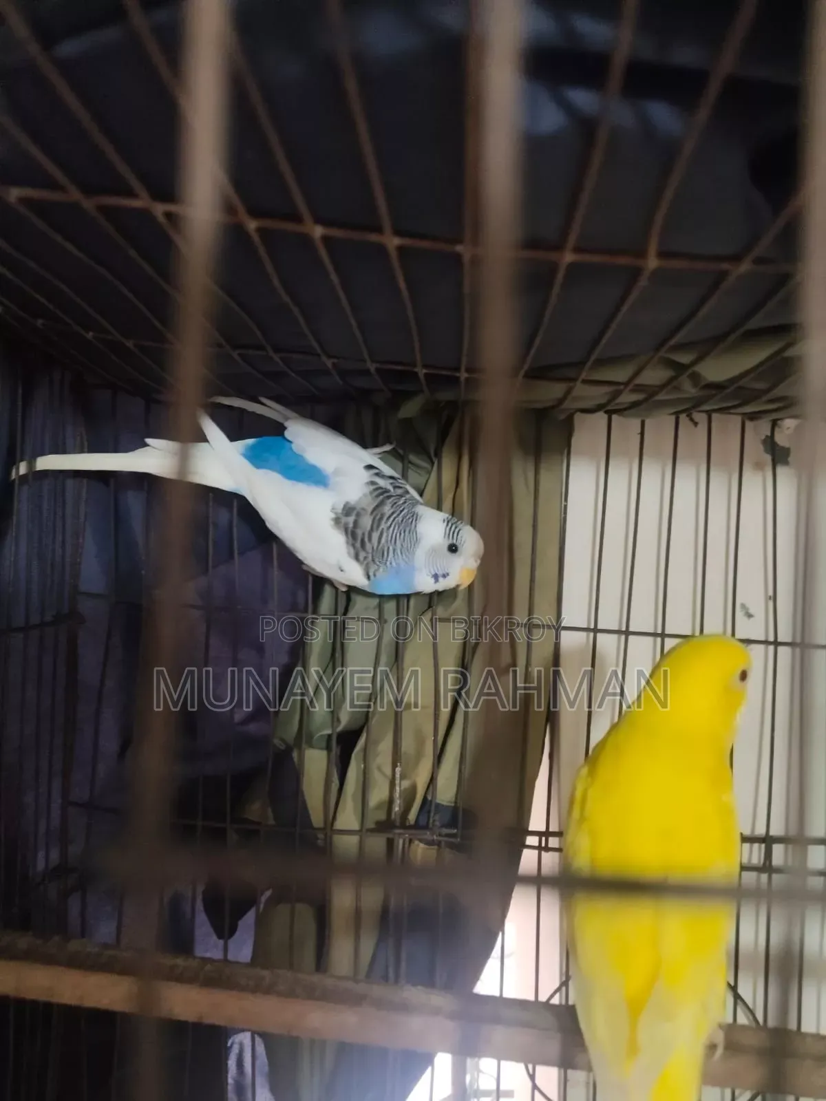 বাজরিগার লুটিনো রেড আই এবং পাইড