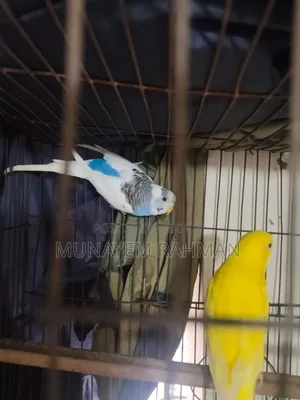 বাজরিগার লুটিনো রেড আই এবং পাইড