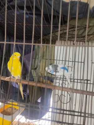 বাজরিগার লুটিনো রেড আই এবং পাইড