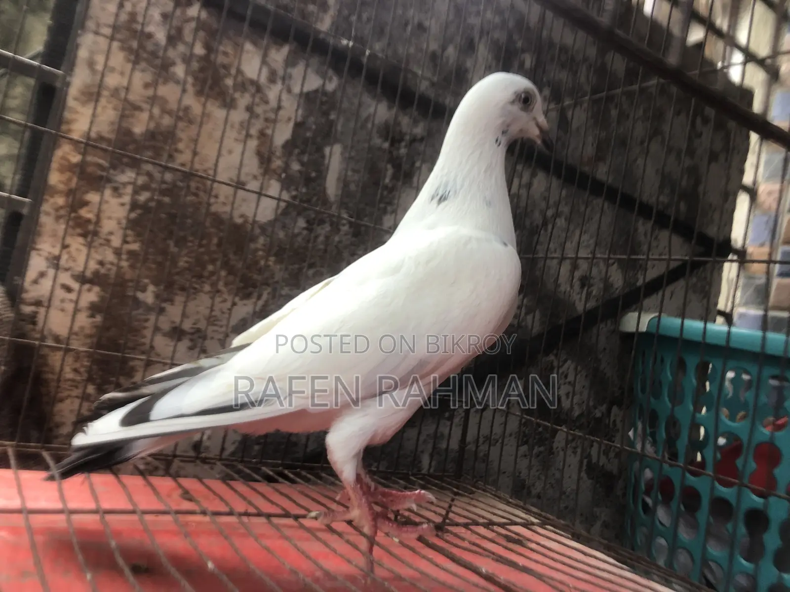 বড় সাইজ গ্ৰিজেল মাদি