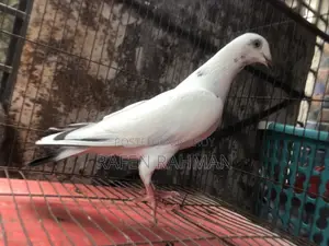 বড় সাইজ গ্ৰিজেল মাদি