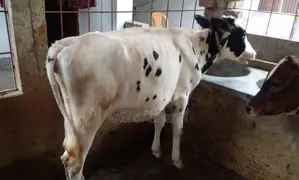 Buy good breed heifer no. 1506.