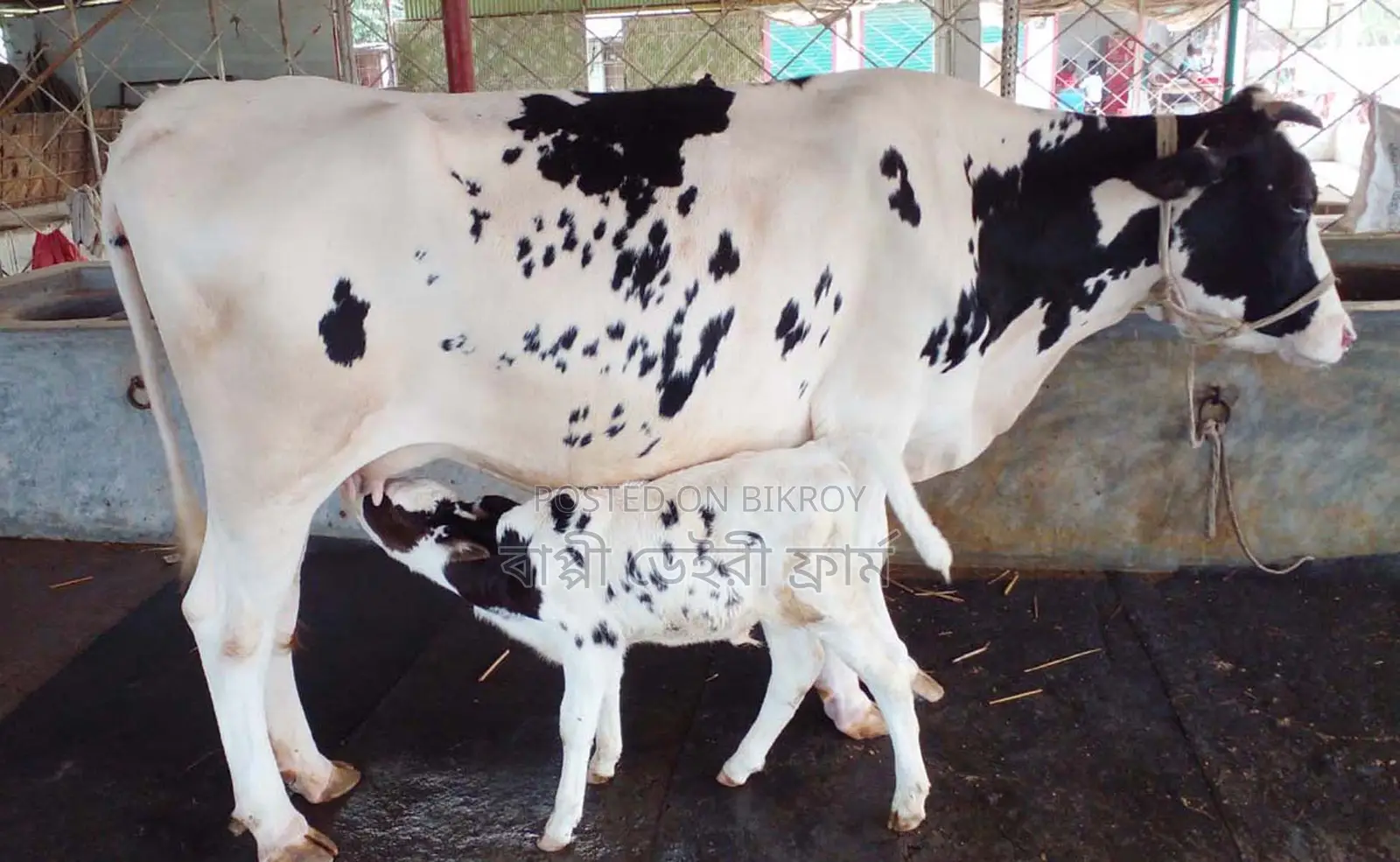 Cow Sale No. 1507