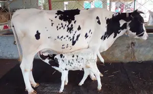 Cow Sale No. 1507