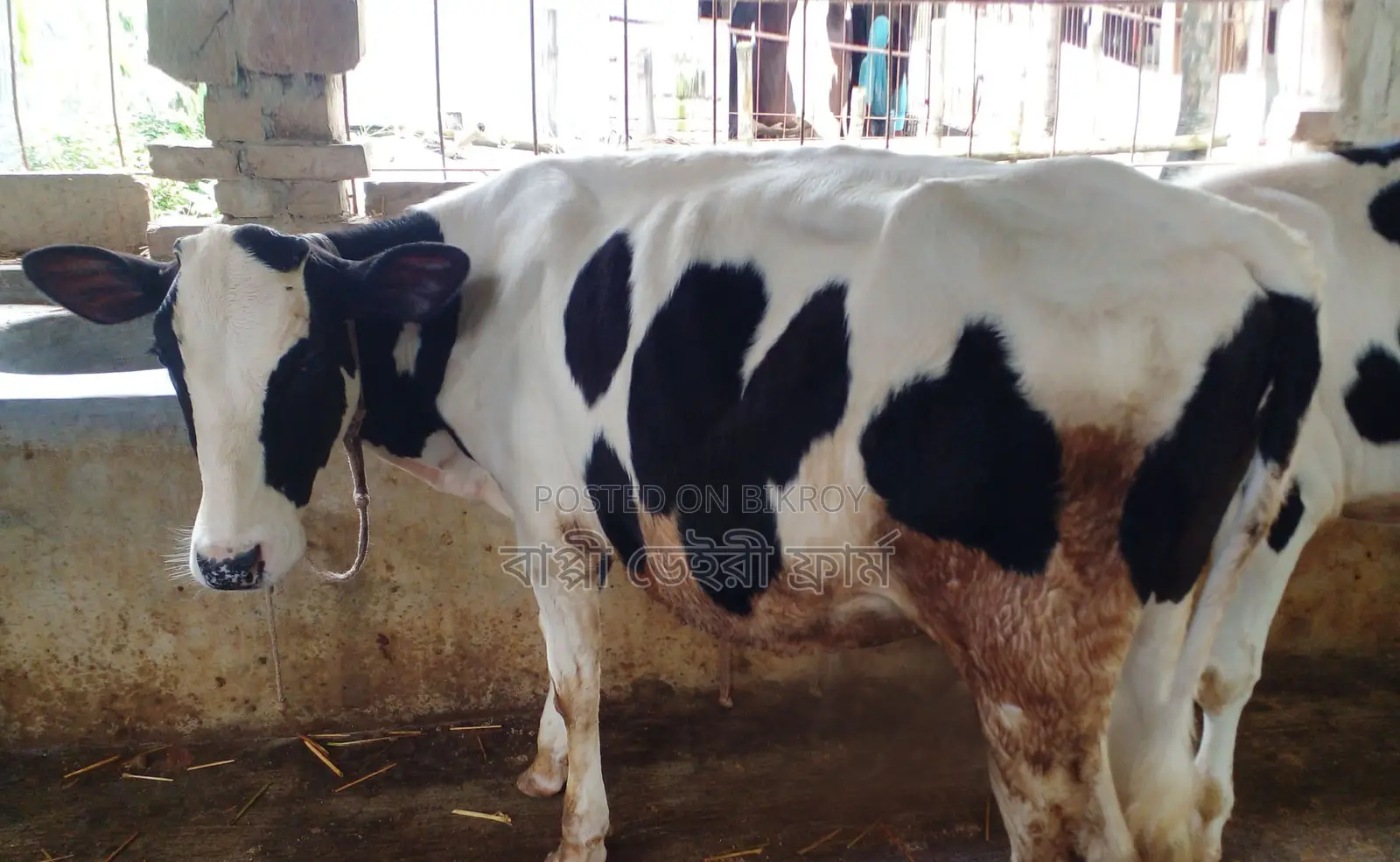 No. 1508 Improved Breed Heifer Calf