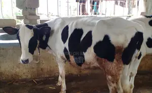 No. 1508 Improved Breed Heifer Calf