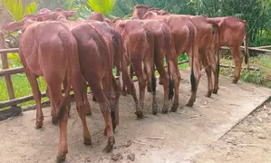 1509 no. 8 improved breed heifers.