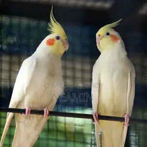 Cockatiel Bird for Sale 1 Pair