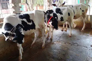 3 selected improved breed heifers, item no. 1510.