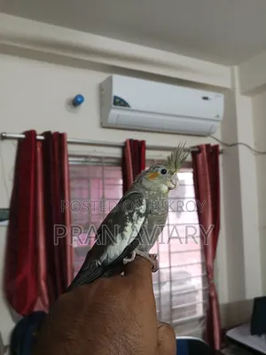 টেম ককাটেল বিক্রি হবে