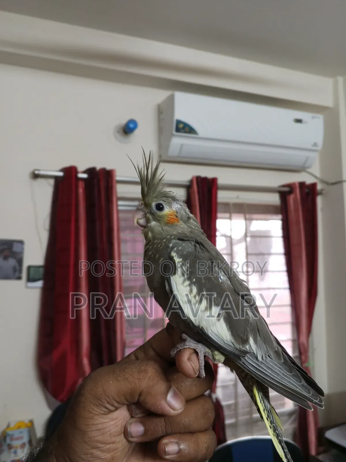 টেম ককাটেল বিক্রি হবে