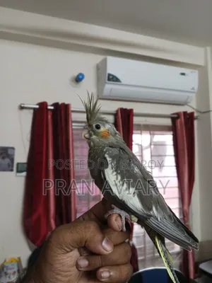টেম ককাটেল বিক্রি হবে