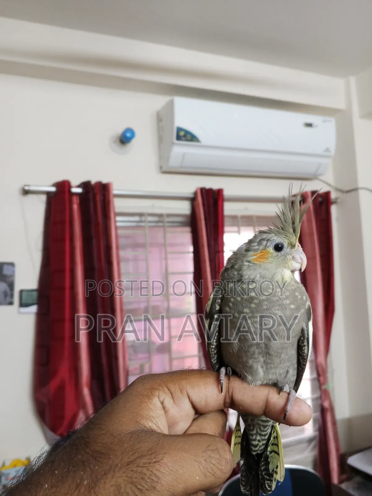 টেম ককাটেল বিক্রি হবে
