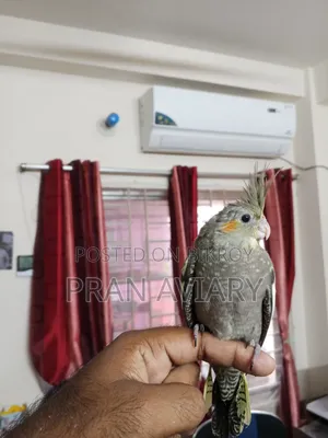 টেম ককাটেল বিক্রি হবে
