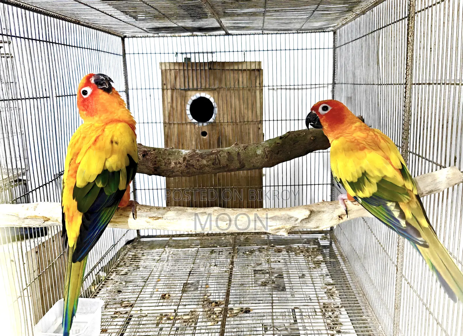 2 Sun Conure Breeding Pair