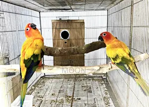 2 Sun Conure Breeding Pair