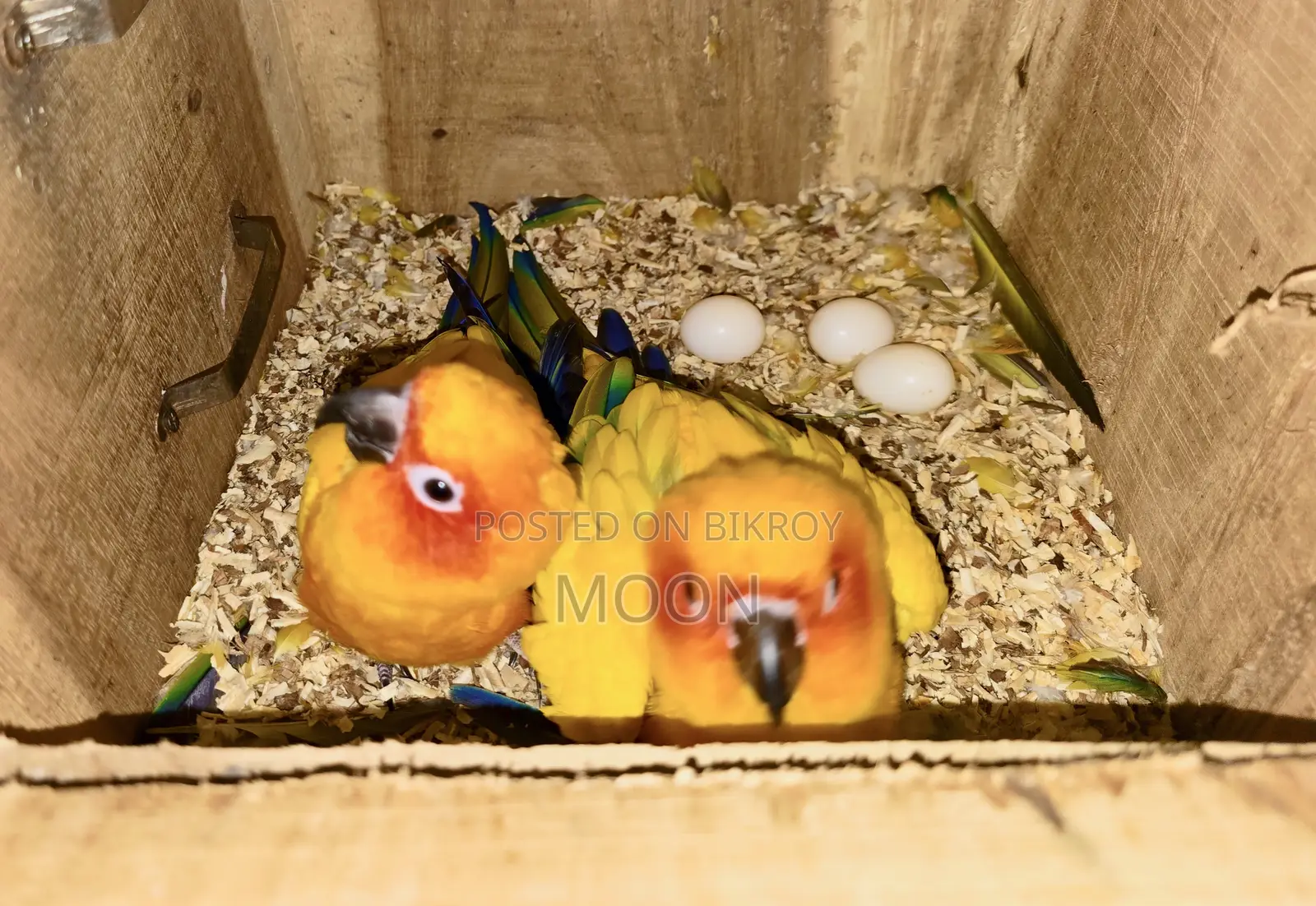 2 Sun Conure Breeding Pair