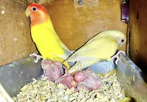 Some LoveBird 100% Breeding Pair