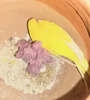 Some LoveBird 100% Breeding Pair