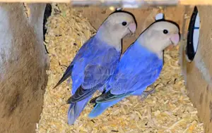Some LoveBird 100% Breeding Pair