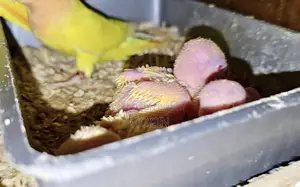 Some LoveBird 100% Breeding Pair