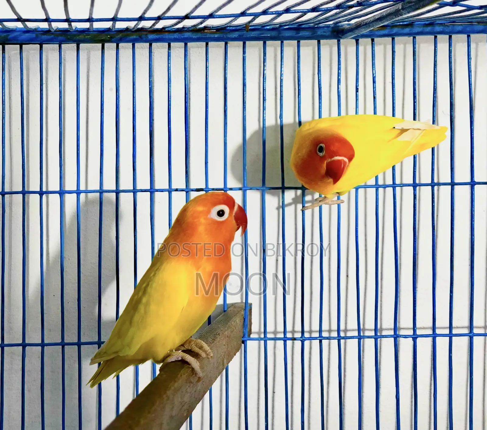 Some LoveBird 100% Breeding Pair