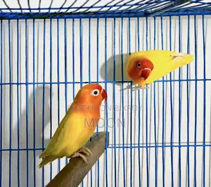 Some LoveBird 100% Breeding Pair
