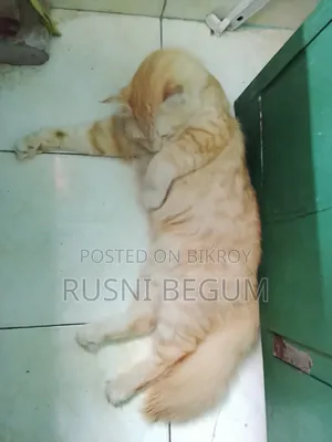 ১+ বছরের পুরুষ খাঁটি পার্সিয়ান বিড়াল