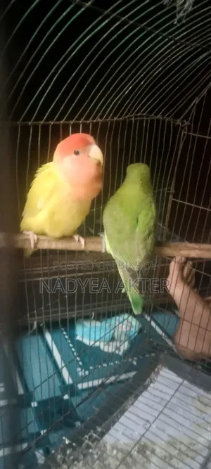 Lovebirds Tamed Bird