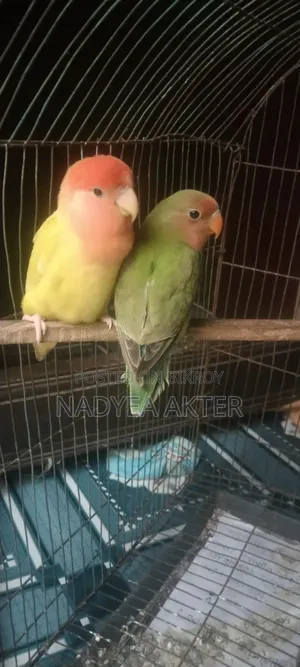 Lovebirds Tamed Bird