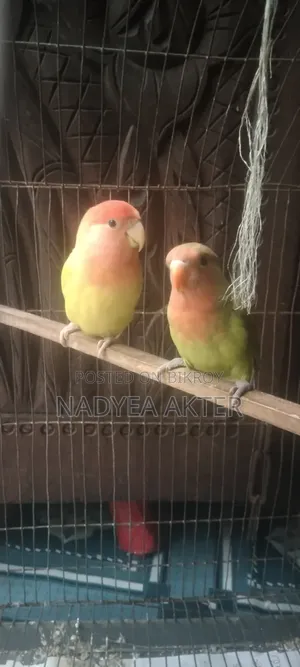 Lovebirds Tamed Bird