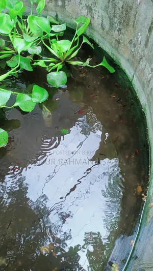 রঙিন মাছ বিক্রয় হবে