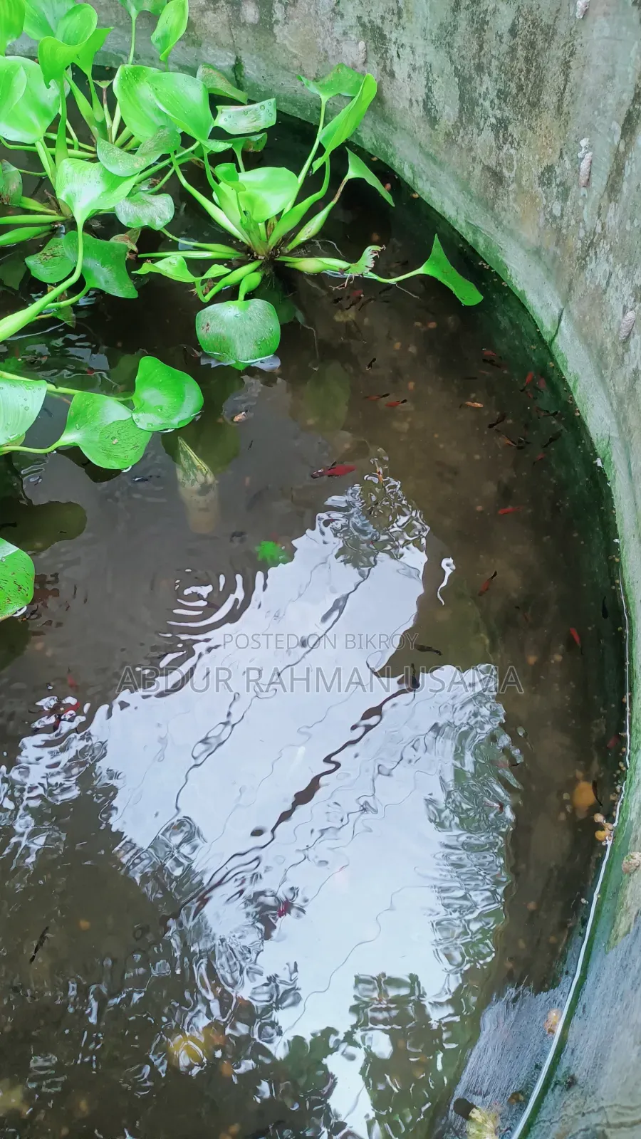 রঙিন মাছ বিক্রয় হবে
