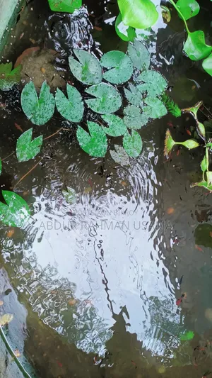 রঙিন মাছ বিক্রয় হবে
