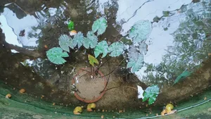 রঙিন মাছ বিক্রয় হবে