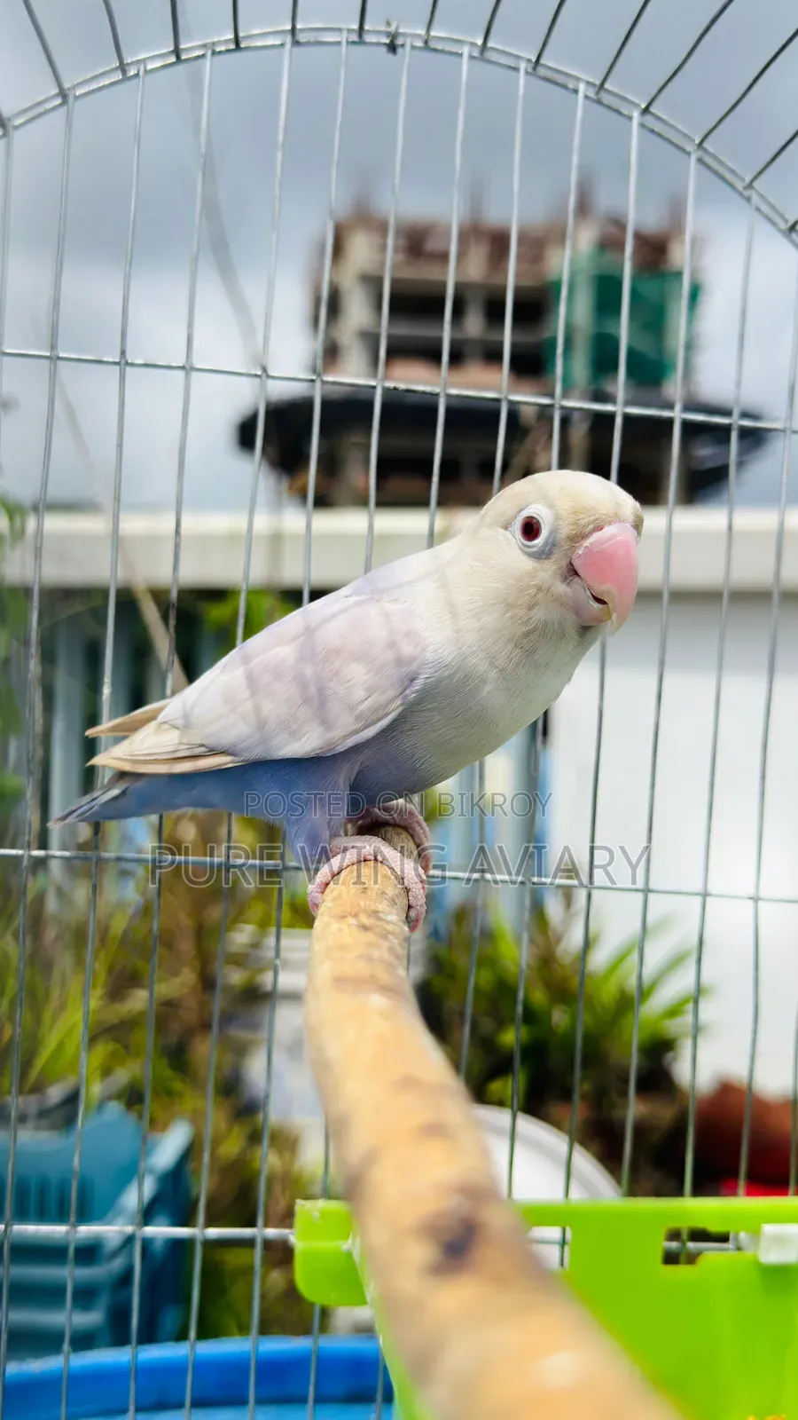 Pale Fallow Violet Fischer Breeder Male