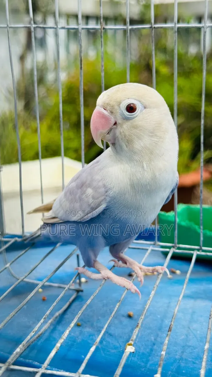 Pale Fallow Violet Fischer Breeder Male