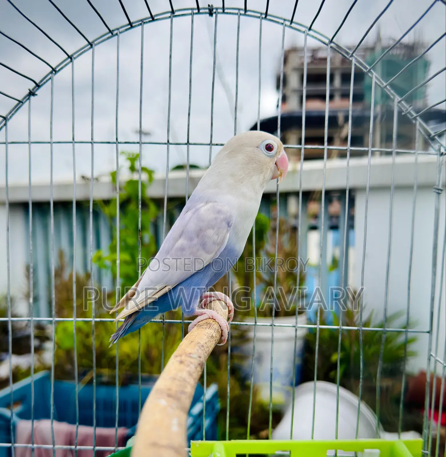 Pale Fallow Violet Fischer Breeder Male