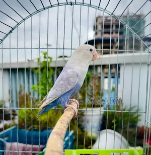 Pale Fallow Violet Fischer Breeder Male