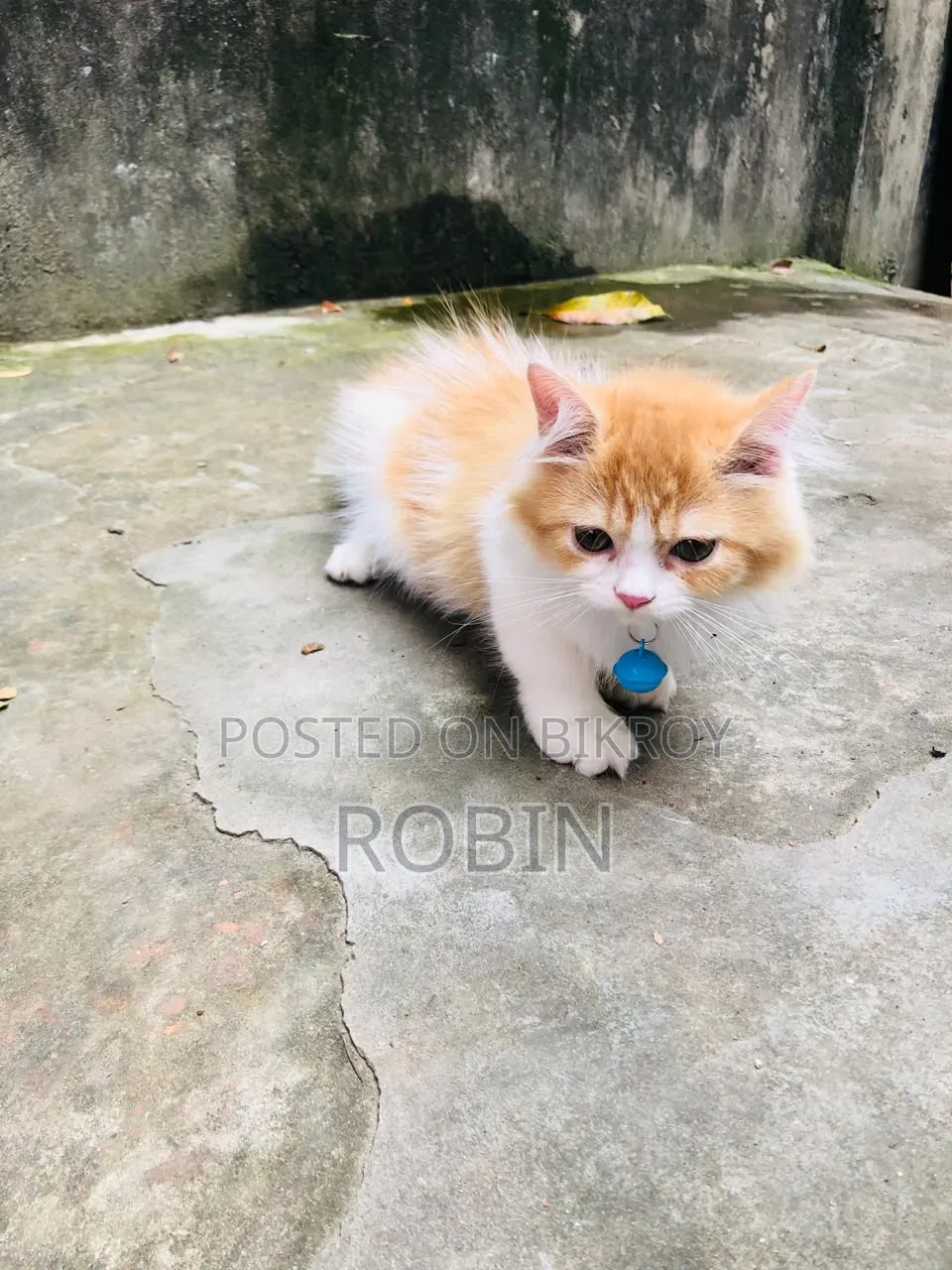 ১-৩ মাসের ফিমেল পিওরব্রেড পার্সিয়ান