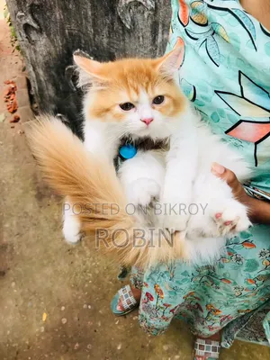 ১-৩ মাসের ফিমেল পিওরব্রেড পার্সিয়ান