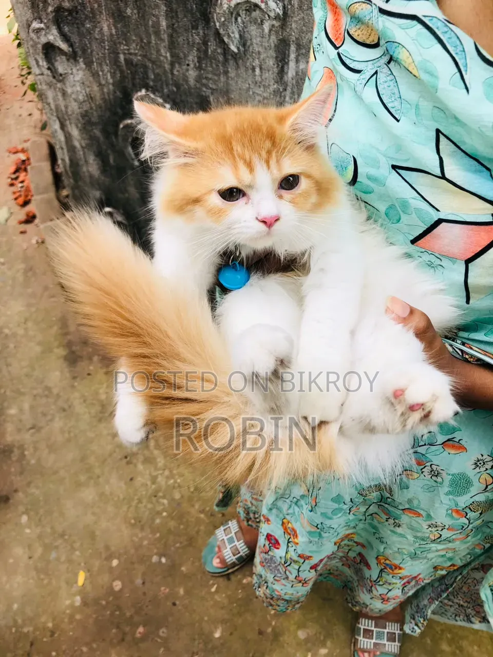 ১-৩ মাসের ফিমেল পিওরব্রেড পার্সিয়ান
