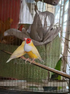 ইয়েলো রেড হেড গোল্ডিয়ান ফিঞ্চ