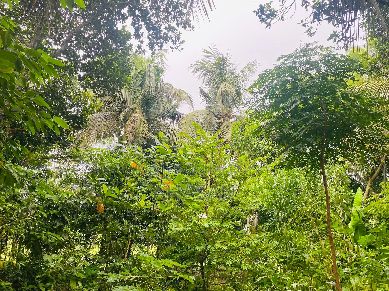জরুরি ভিত্তিতে জমি বিক্রয়