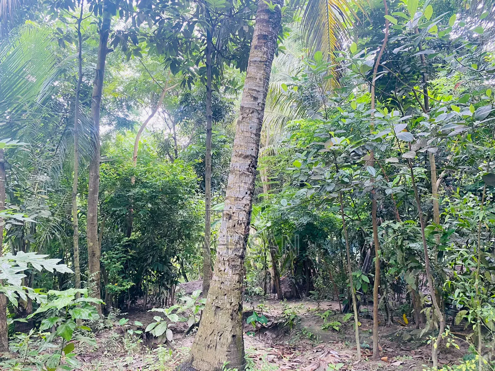 জরুরি ভিত্তিতে জমি বিক্রয়