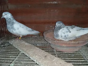 ভালো মানের একজোড়া সালেটি কামাগার বিক্রি হবে।